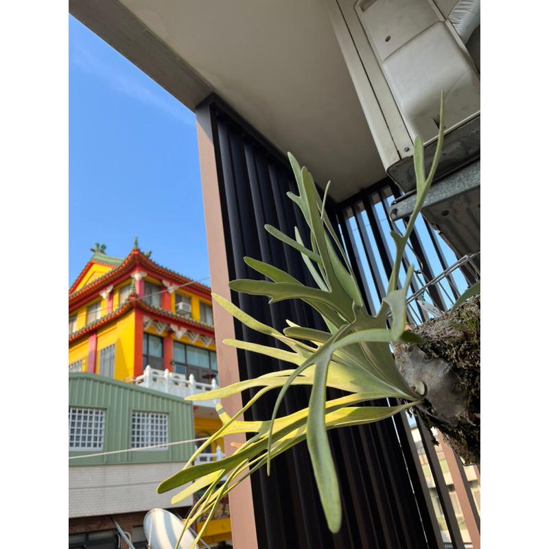 鹿角蕨，普貨-皮陳、立鹿、銀鹿、、高冠銀鹿、山採爪蛙-細節圖4