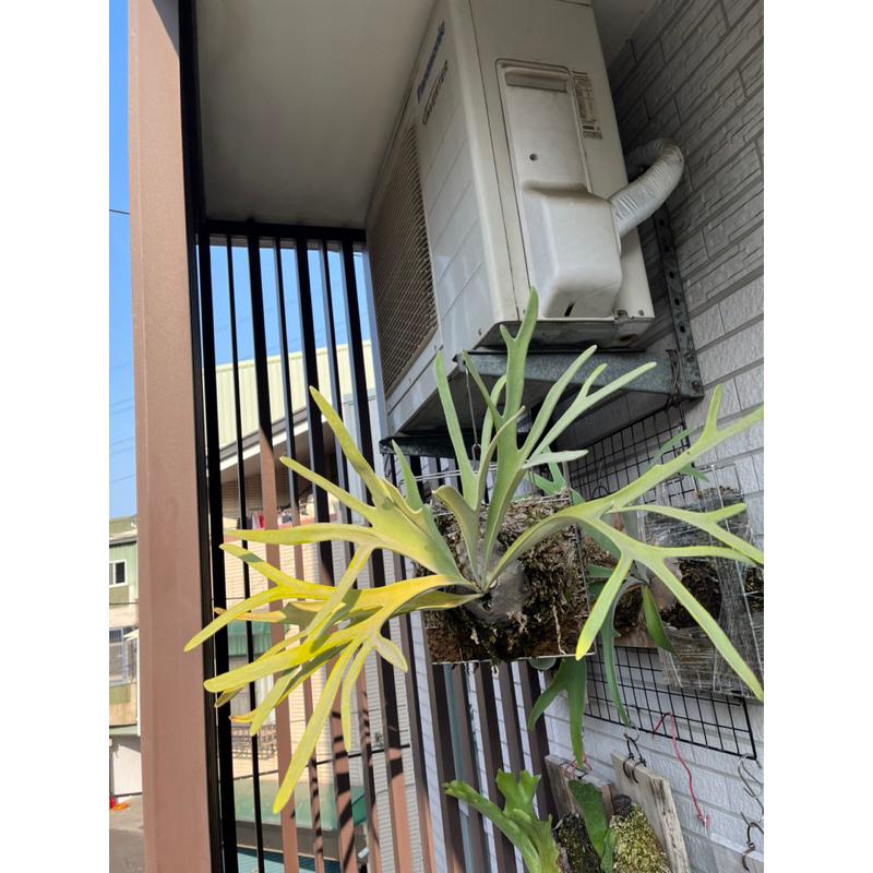 鹿角蕨，普貨-皮陳、立鹿、銀鹿、、高冠銀鹿、山採爪蛙-細節圖5