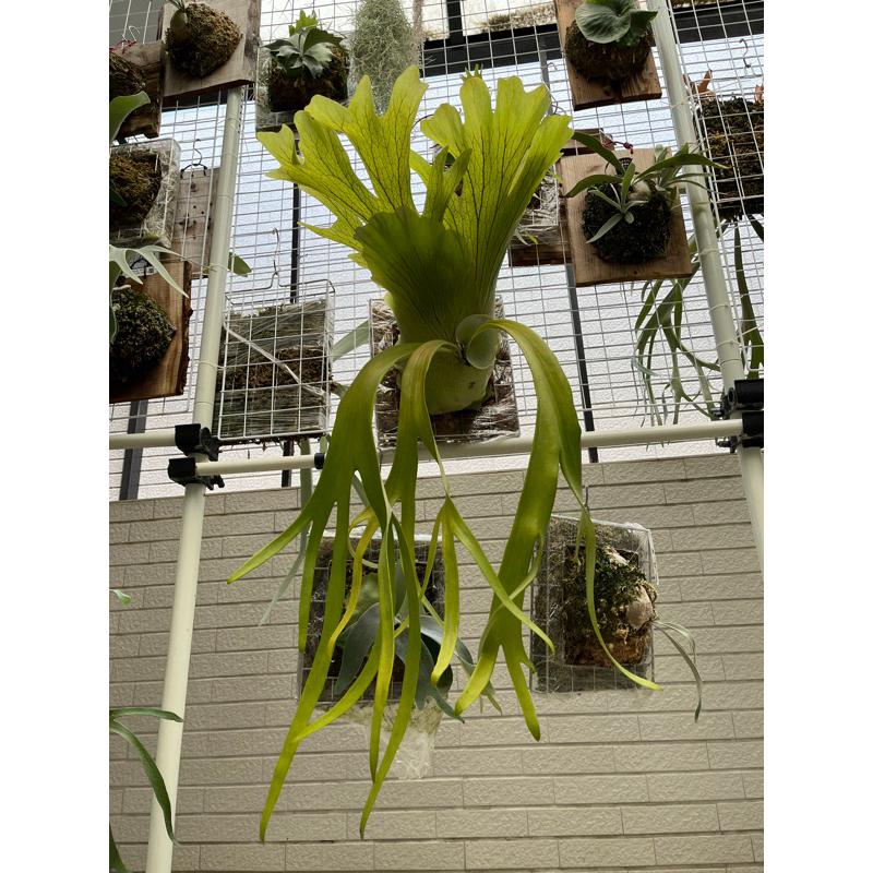 鹿角蕨，普貨-皮陳、立鹿、銀鹿、、高冠銀鹿、山採爪蛙-細節圖6