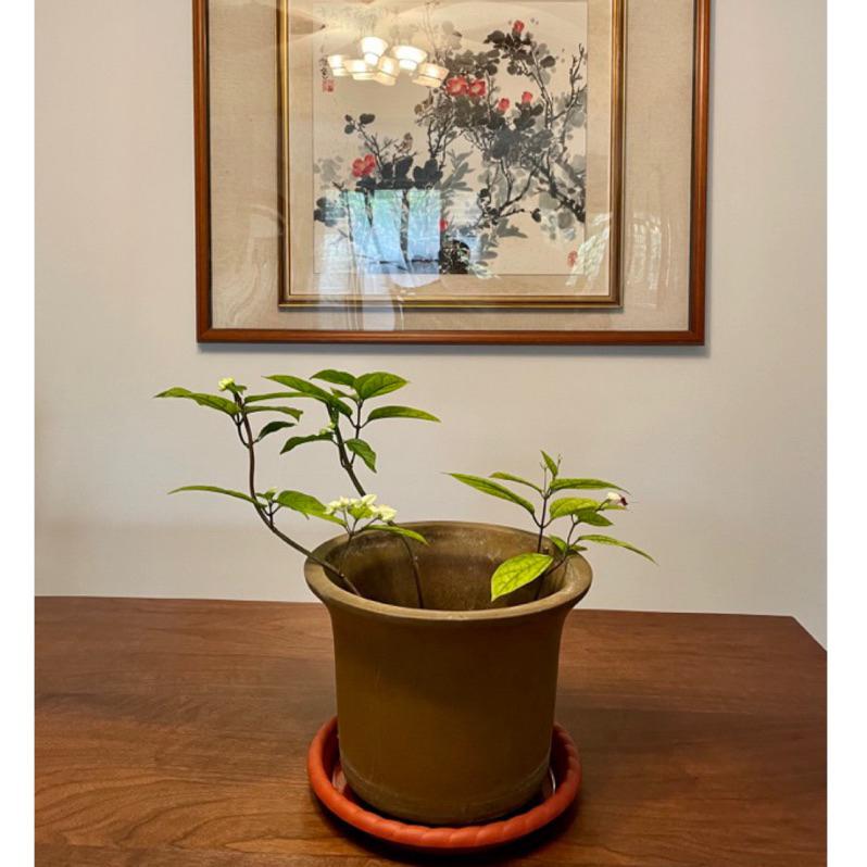 花盆花器多年前北投中華陶瓷挑的是我最喜歡的鱔魚黃 雖然因為種花 看起來髒（只要洗一洗就好） 但其實火氣全消-細節圖2