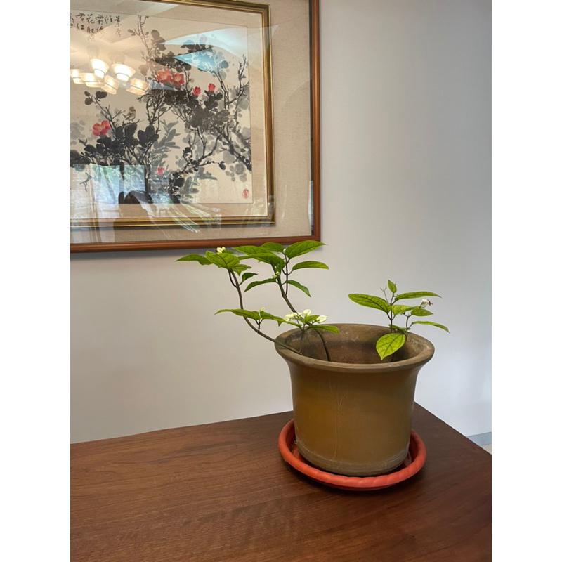 花盆花器多年前北投中華陶瓷挑的是我最喜歡的鱔魚黃 雖然因為種花 看起來髒（只要洗一洗就好） 但其實火氣全消-細節圖3