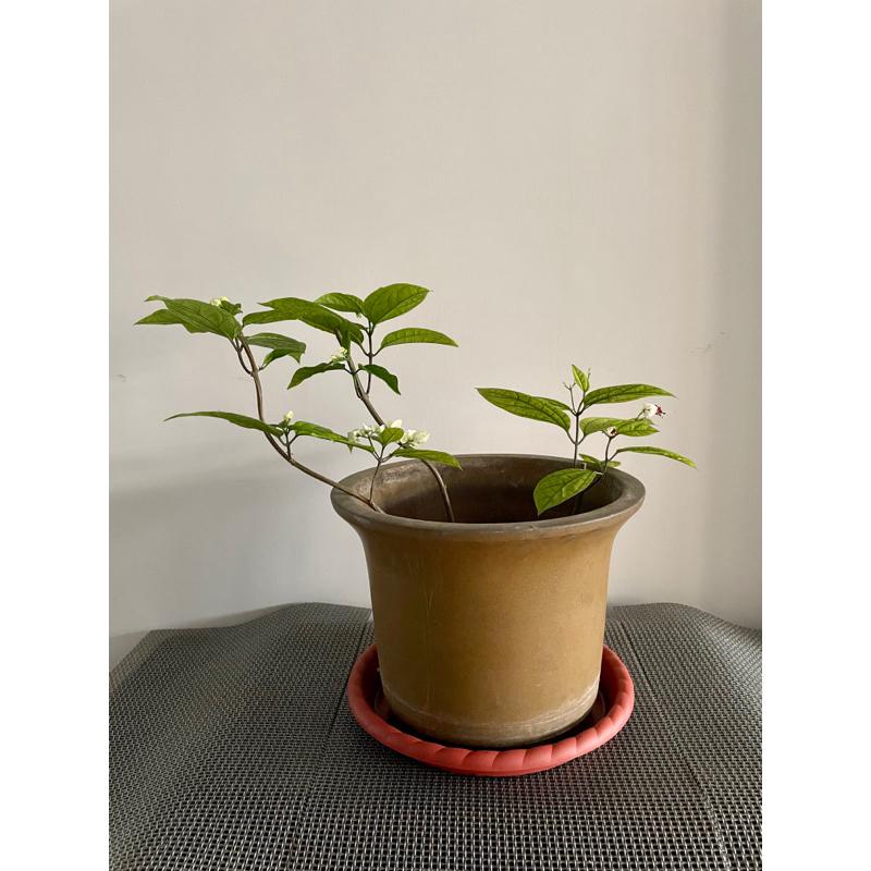 花盆花器多年前北投中華陶瓷挑的是我最喜歡的鱔魚黃 雖然因為種花 看起來髒（只要洗一洗就好） 但其實火氣全消-細節圖4