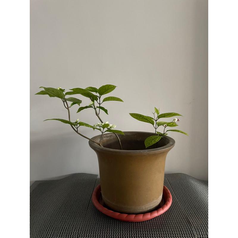 花盆花器多年前北投中華陶瓷挑的是我最喜歡的鱔魚黃 雖然因為種花 看起來髒（只要洗一洗就好） 但其實火氣全消-細節圖5