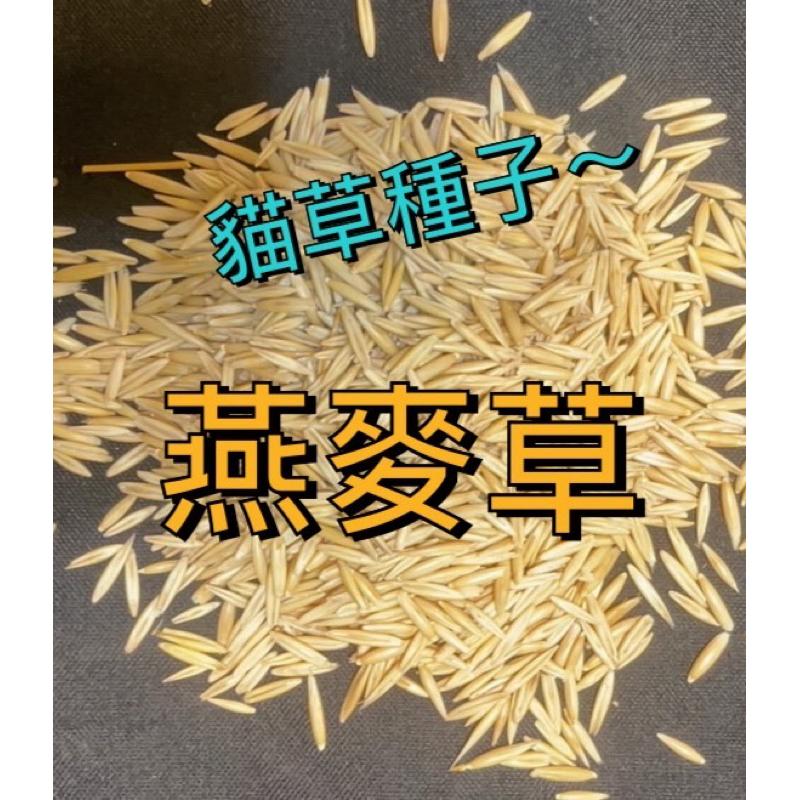 愛上種子 燕麥草 貓草種子 每包10公克 寵物專吃 產地：澳洲-細節圖2