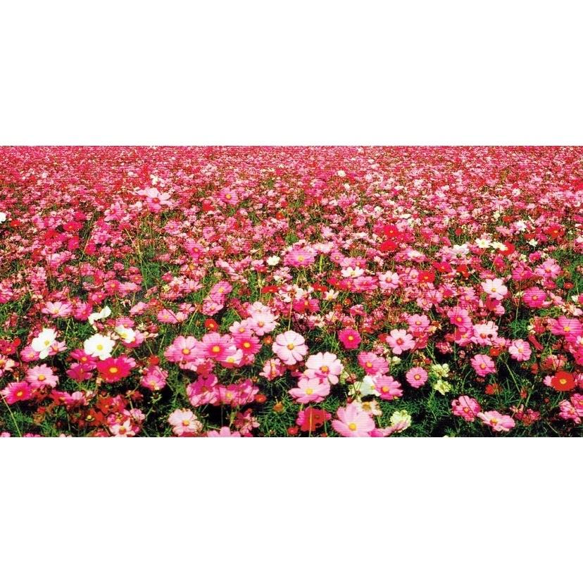 愛上種子 花海向日葵1公斤1包+花海大波斯100公克3包(組合商品)-細節圖2