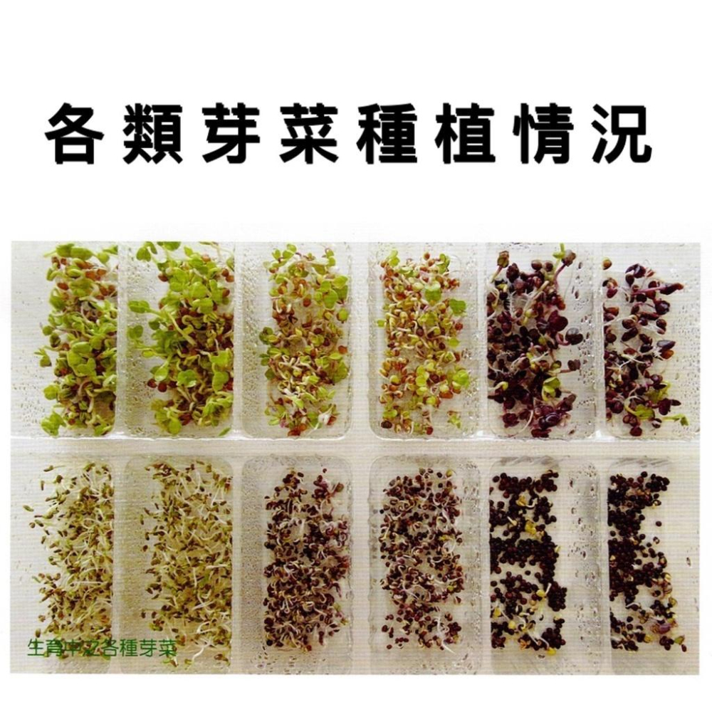 愛上種子 萵苣 紅巴達紅貝塔【芽菜種子】Lettuce Red 天星牌 原包裝 約6公克 水耕 土耕 魚菜共生適用-細節圖2