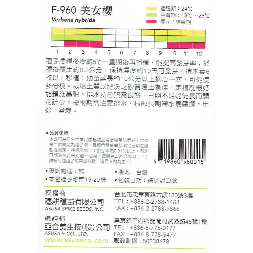 愛上種子 美女櫻 【花卉種子】 天星牌  小包裝種子-細節圖2