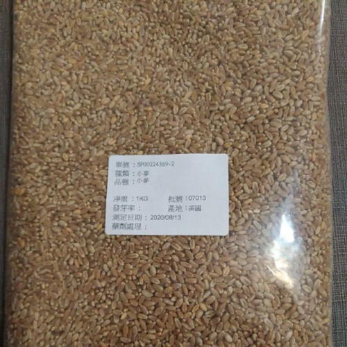 愛上種子 小麥草 約1公斤/包 （1000公克/包）大包裝 貓草種子 亦可做麥草汁 無藥劑處理