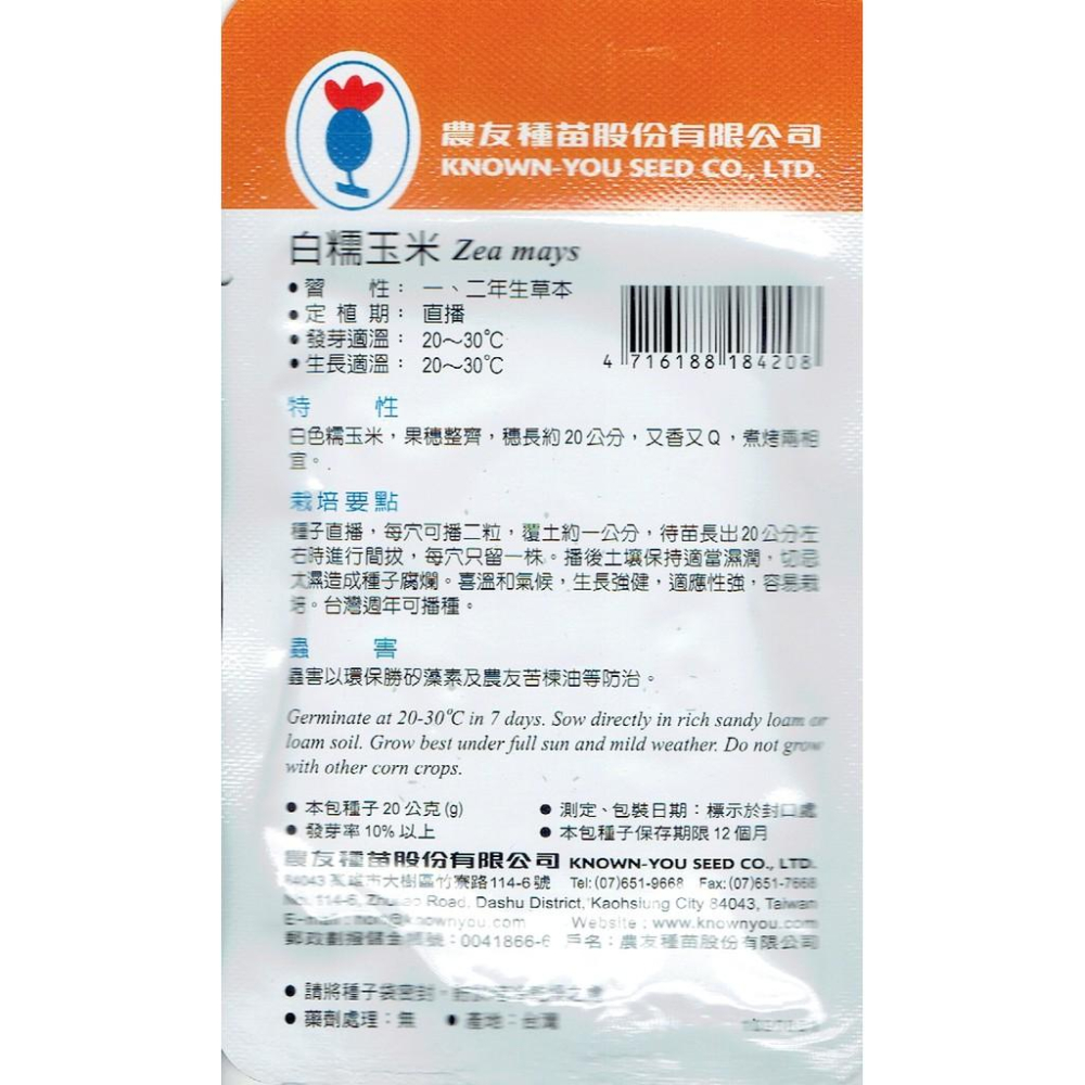 愛上種子 白糯玉米Glutinous Corn(SV-420)農友種苗特選種子 白色糯玉米 果穗整齊 煮烤兩相宜-細節圖2