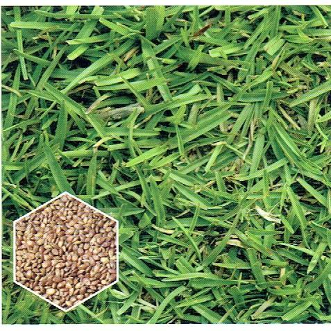 愛上種子 假儉草 種子 1.5 ml (約1250粒) 分裝包 蜈蚣草、小牛鞭草、窮人草、林口草、中國草坪草