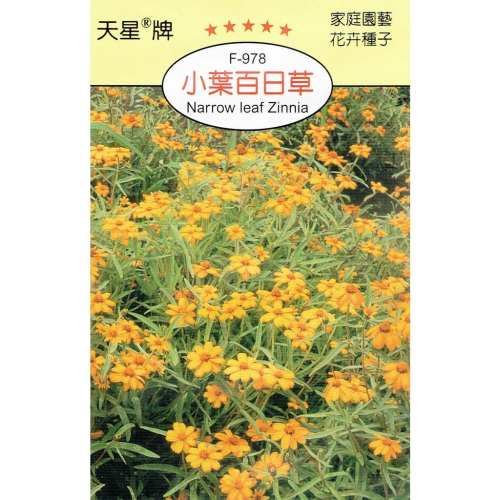 愛上種子 小葉百日草【花卉種子】天星牌 花卉包裝種子