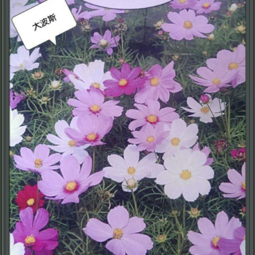 大波斯菊 【特價商品】花海大波斯菊 分包裝種子 約600粒/包 花海品種(夾鍊袋分裝包)