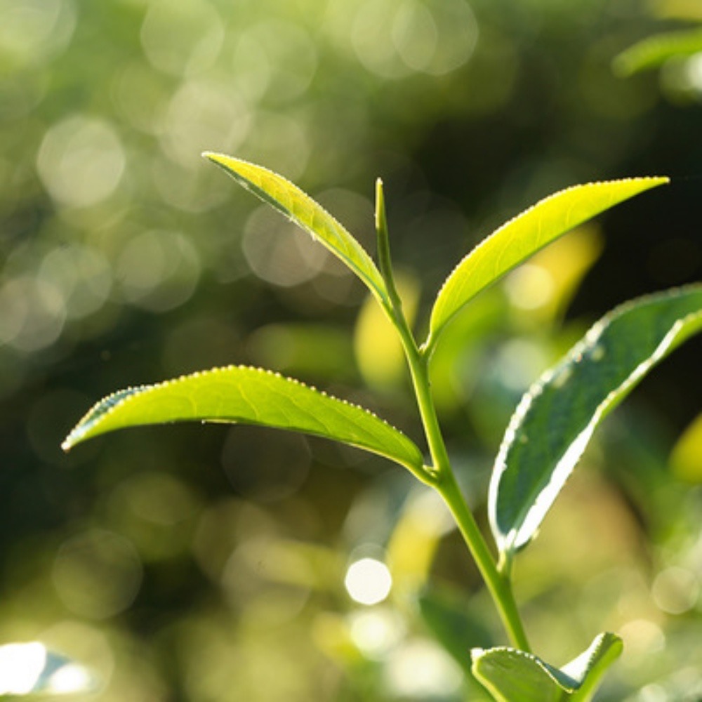 【萊素客棧】掌生穀粒 研磨紅烏龍 12入袋裝 自然蜜果茶香的回甘 台東紅烏龍 生態農法茶園 台東鹿野 常溫 全素 素食-細節圖5