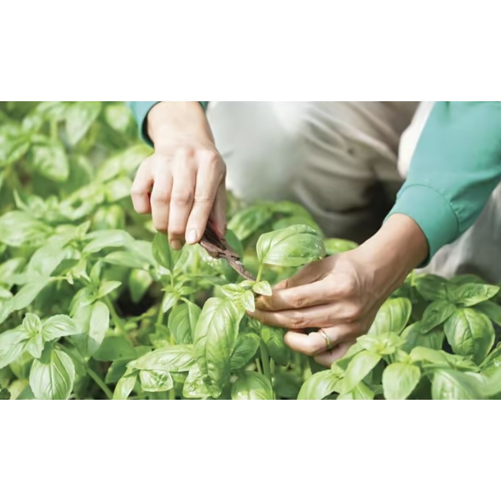 【萊素客棧】韓國Vegan 濟州島羅勒茶 濟州島獨特 韓國生產 常溫 全素 素食-細節圖4