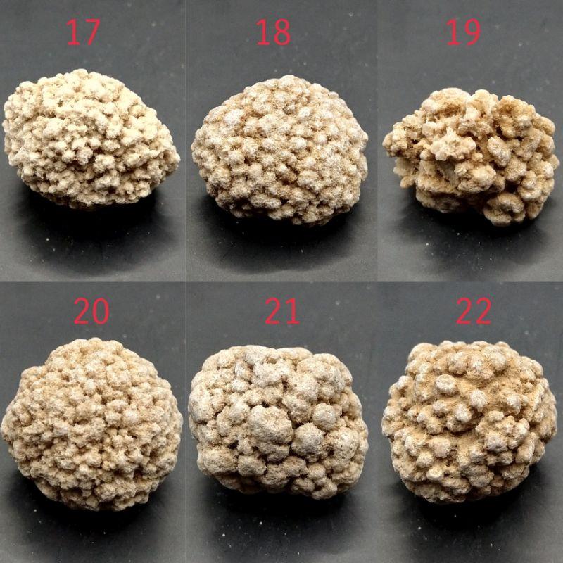 泰國龍宮舍利 跳出腦舍利原礦 腦舍利花（2）#1~15-細節圖8