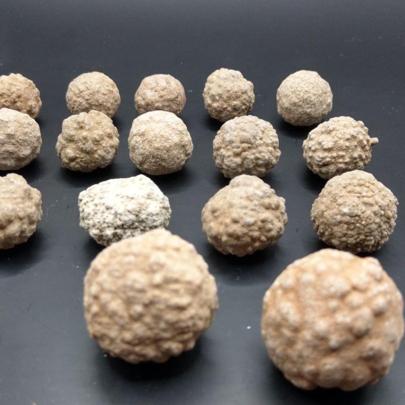 泰國龍宮舍利 跳出腦舍利原礦-細節圖8