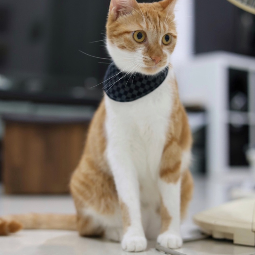 日式小格子經典領巾 寵物領巾 手作領巾-細節圖2