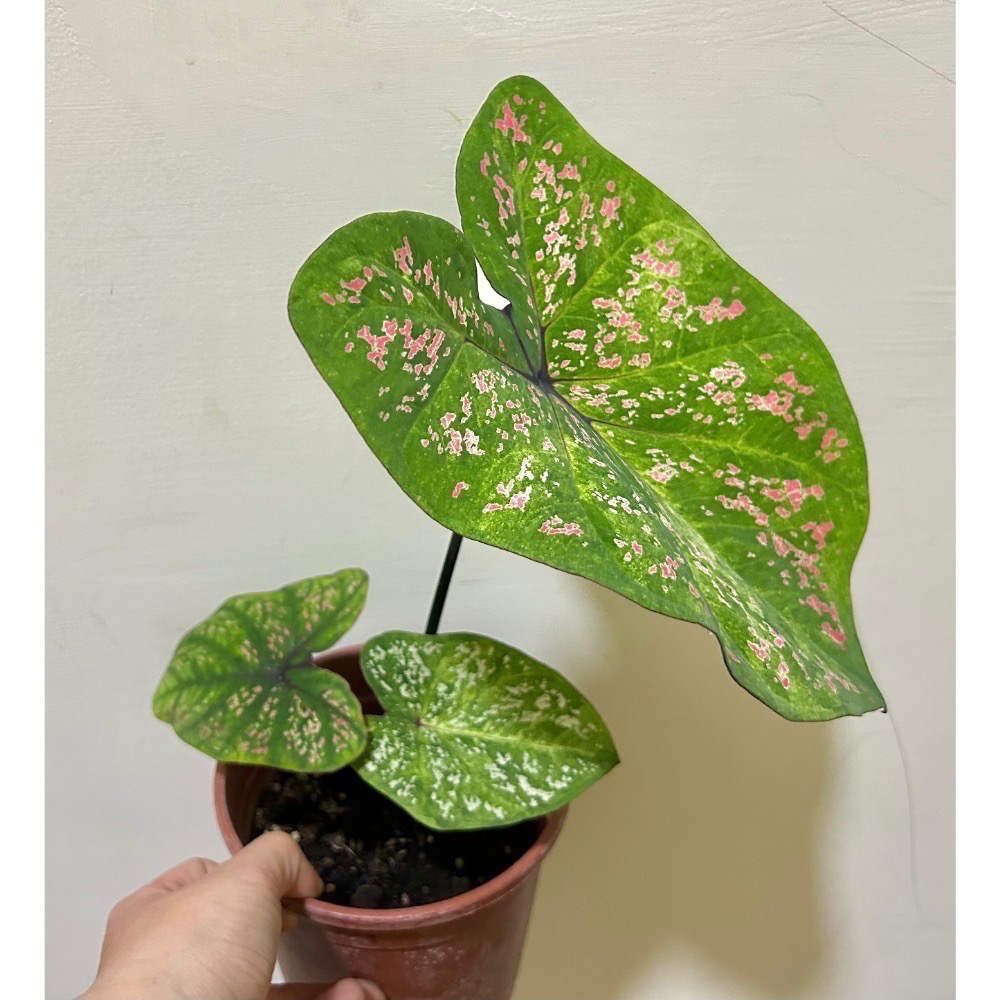 米蘭彩葉芋六寸盆-細節圖2