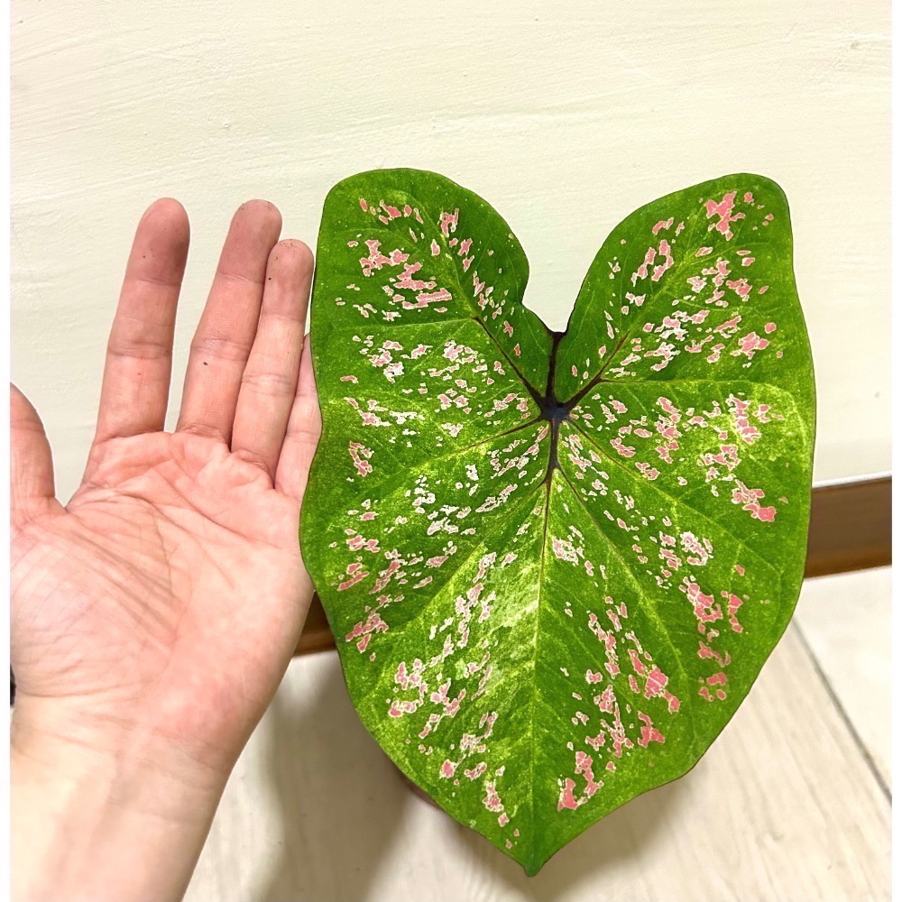 米蘭彩葉芋六寸盆-細節圖3