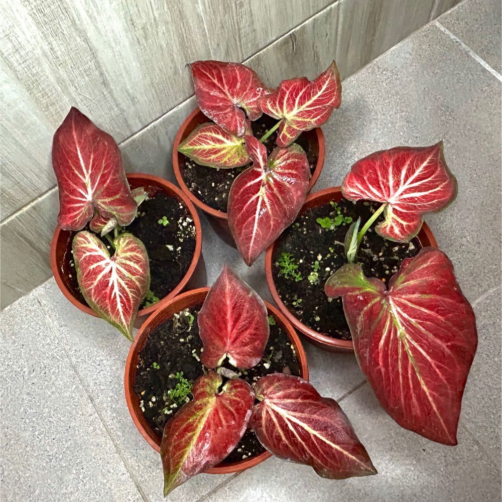 和牛彩葉芋（五寸盆）不挑款隨機出貨-細節圖2