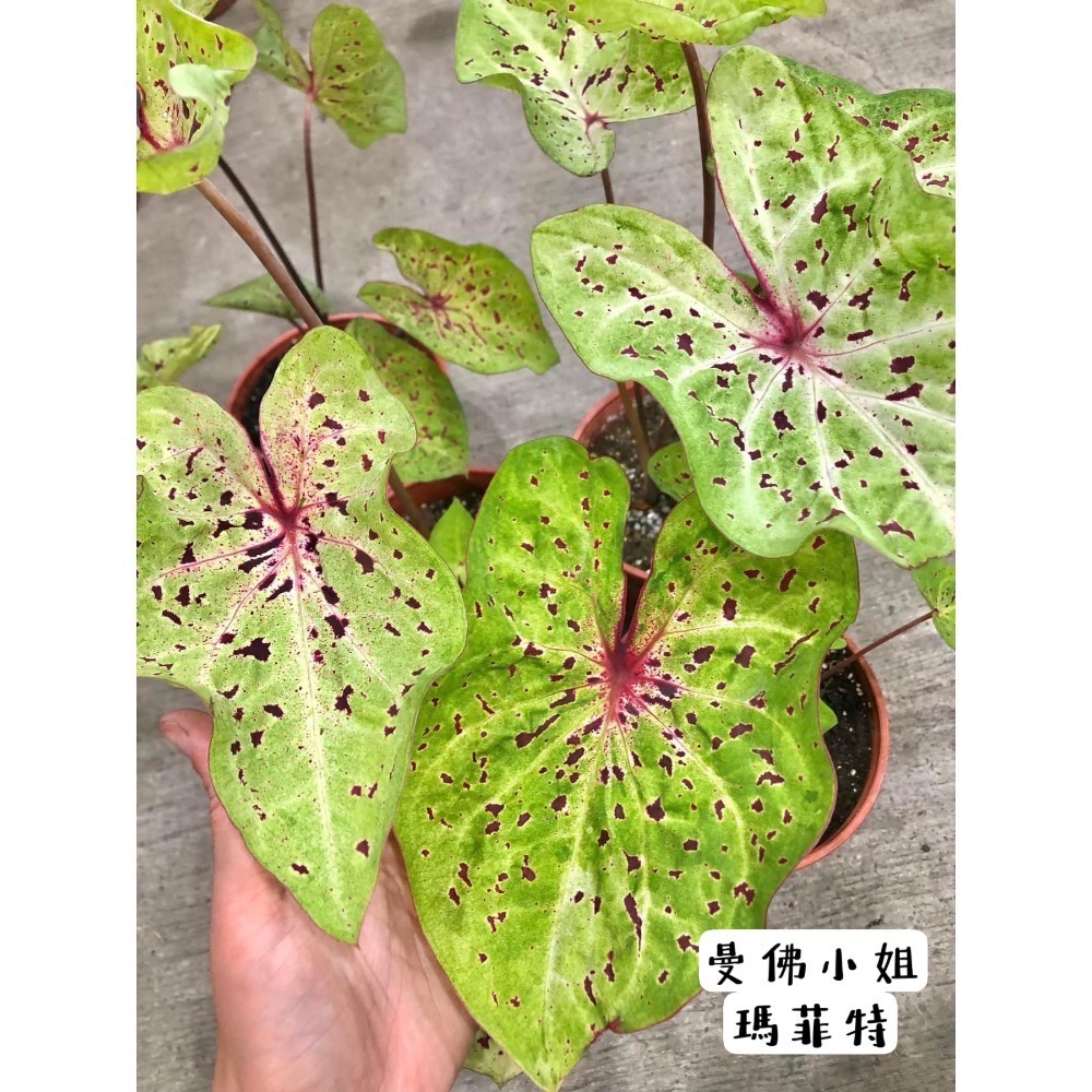 「曼佛小姐/瑪菲特彩葉芋」三寸盆-細節圖2