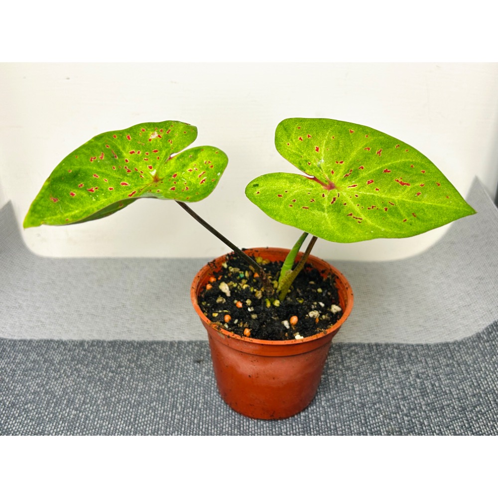 「曼佛小姐/瑪菲特彩葉芋」三寸盆-細節圖3