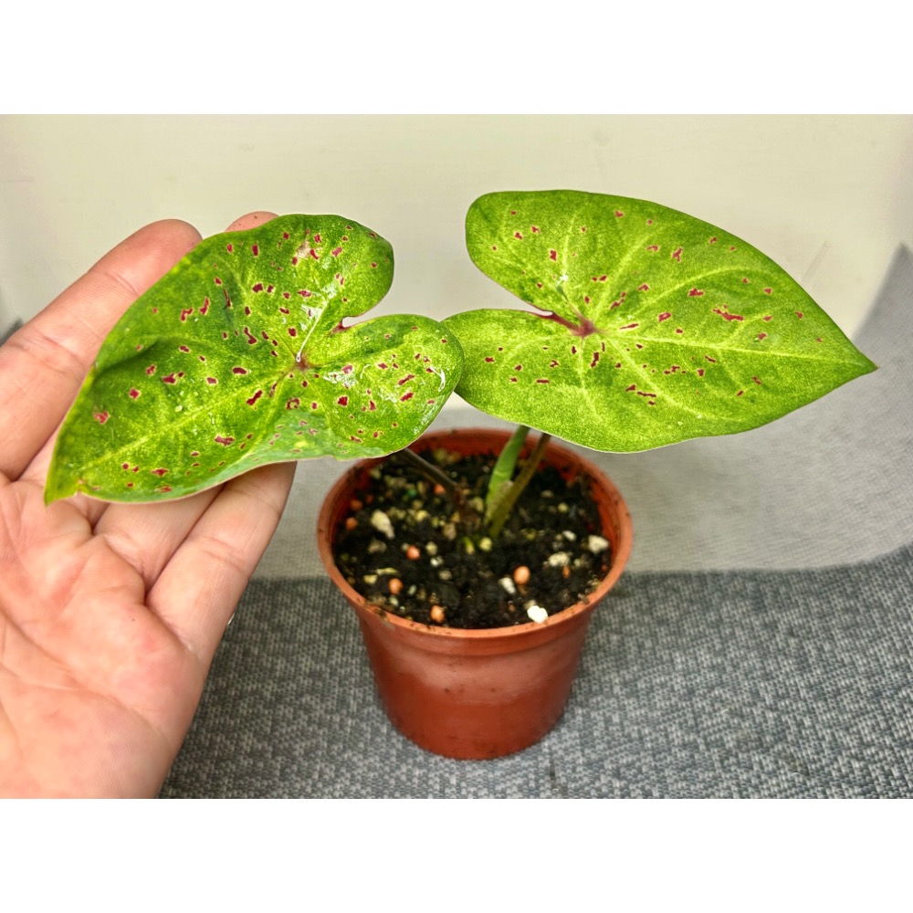 「曼佛小姐/瑪菲特彩葉芋」三寸盆-細節圖4