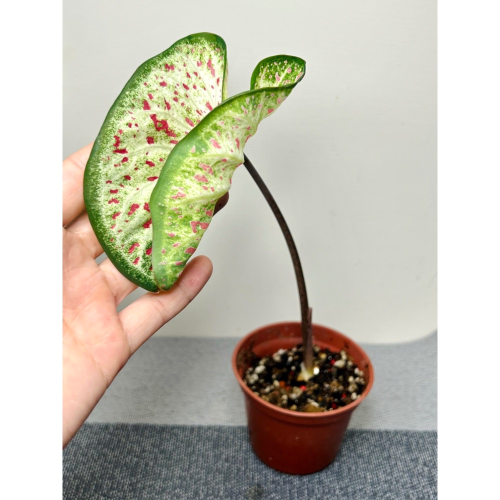 「金哲蘭」彩葉芋三寸盆-細節圖2