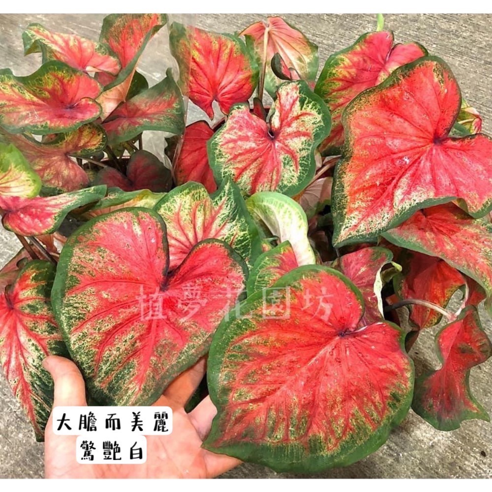 「大膽而美麗/驚艷白」彩葉芋三寸盆-細節圖2