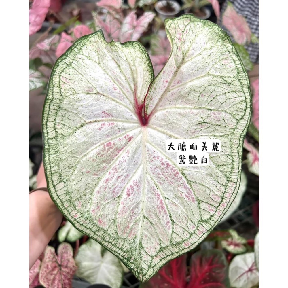 「大膽而美麗/驚艷白」彩葉芋三寸盆-細節圖3