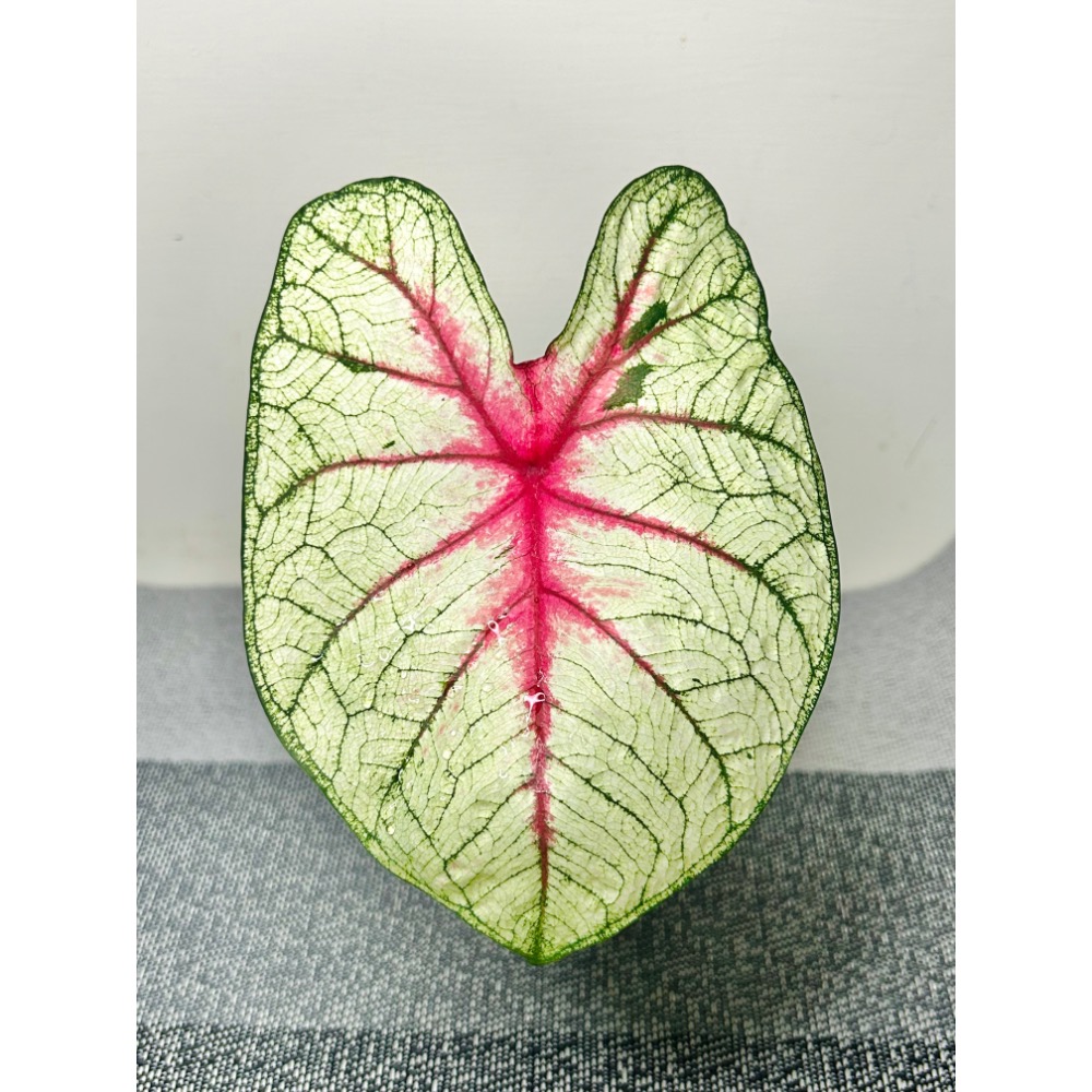 「狂歡節」彩葉芋三寸盆-細節圖2