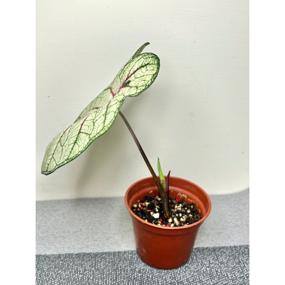 「狂歡節」彩葉芋三寸盆-細節圖3