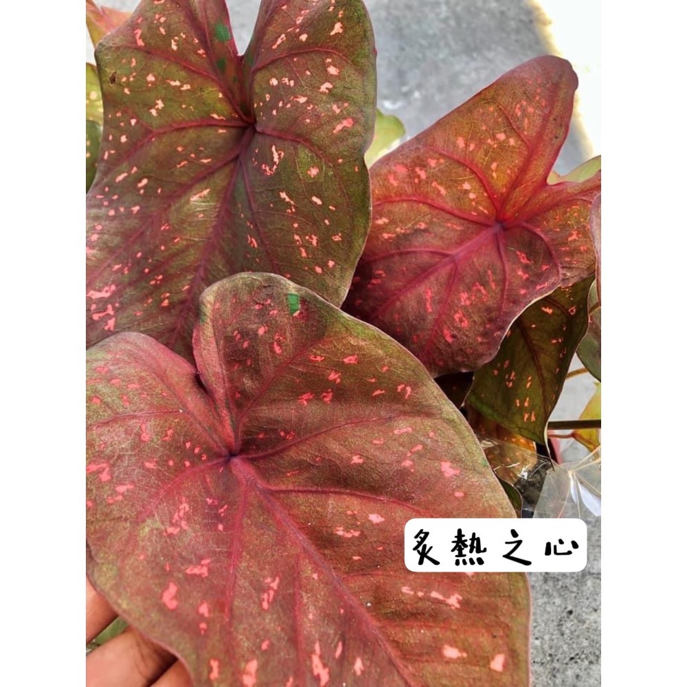 「炙熱之心」彩葉芋三寸盆-細節圖2