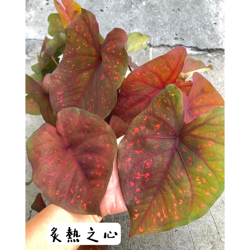 「炙熱之心」彩葉芋三寸盆-細節圖3