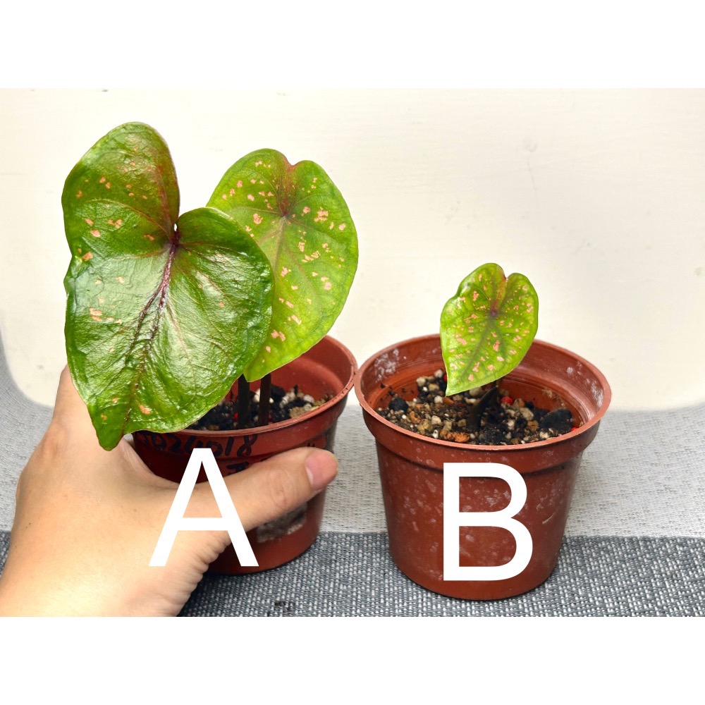 「炙熱之心」彩葉芋三寸盆-細節圖4