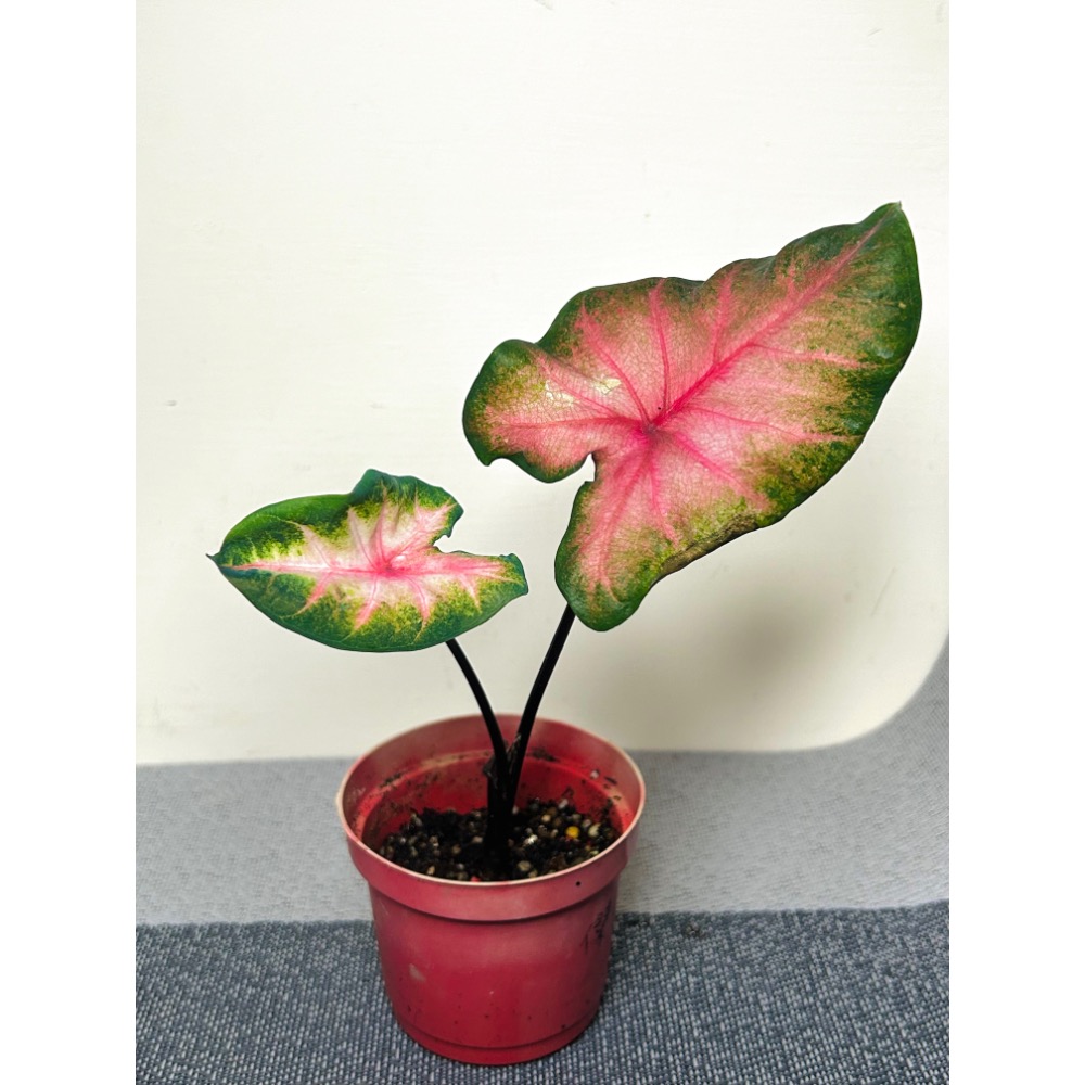 「落日粉」彩葉芋三寸盆-細節圖2