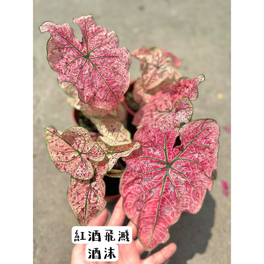 「紅酒飛濺/酒沫」彩葉芋三寸盆-細節圖2