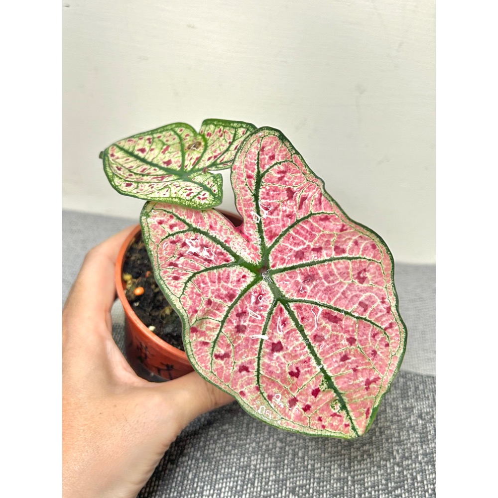 「紅酒飛濺/酒沫」彩葉芋三寸盆-細節圖3