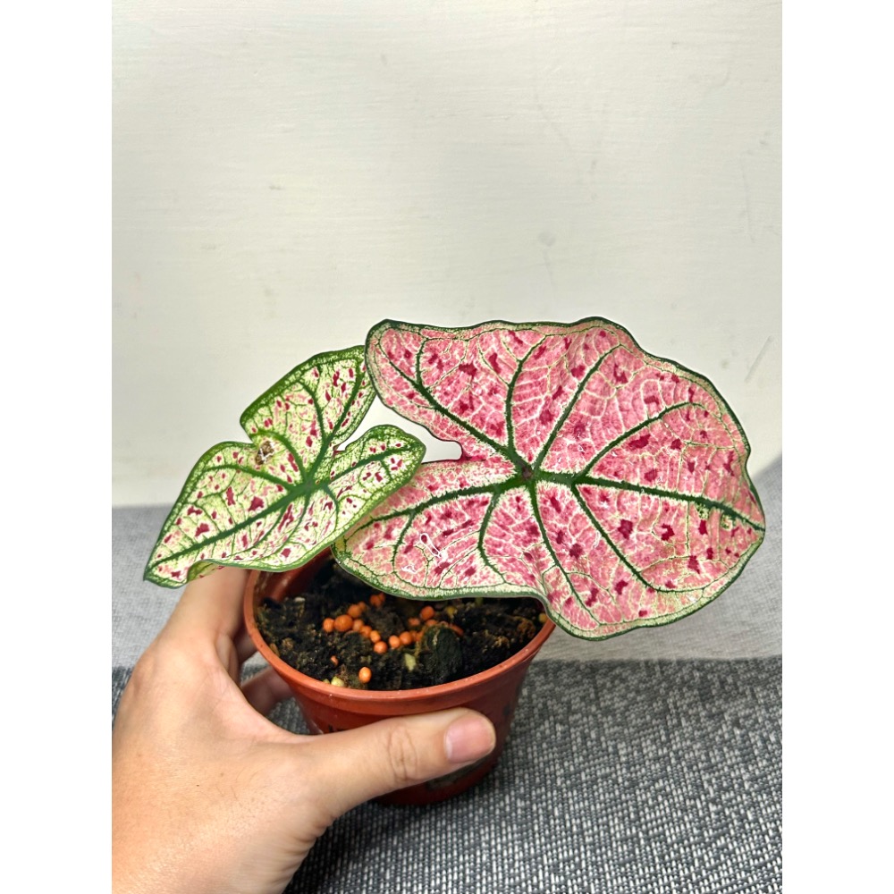 「紅酒飛濺/酒沫」彩葉芋三寸盆-細節圖4