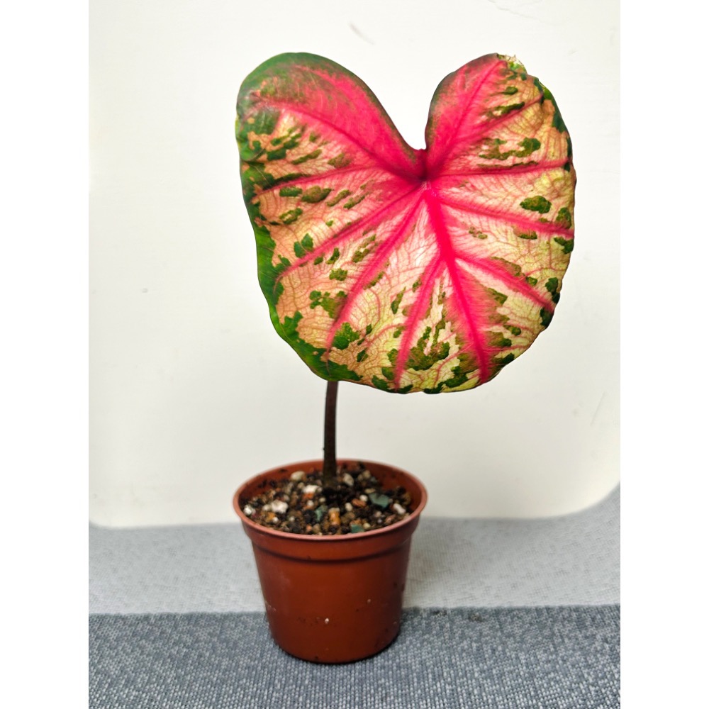 「小丑」彩葉芋三寸盆-細節圖2