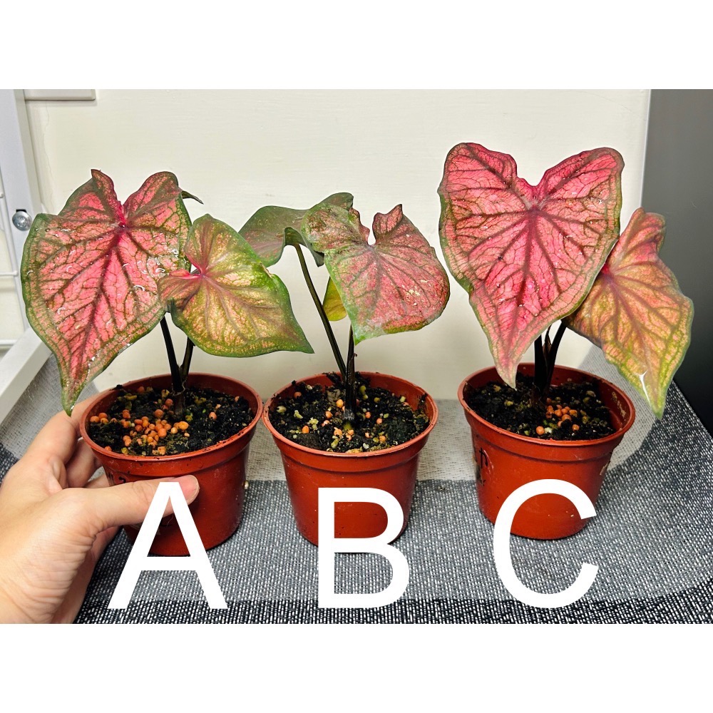 「沙漠日落」彩葉芋三寸盆-細節圖2