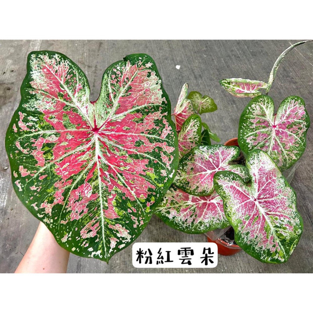 「粉紅雲朵」彩葉芋三寸盆-細節圖2