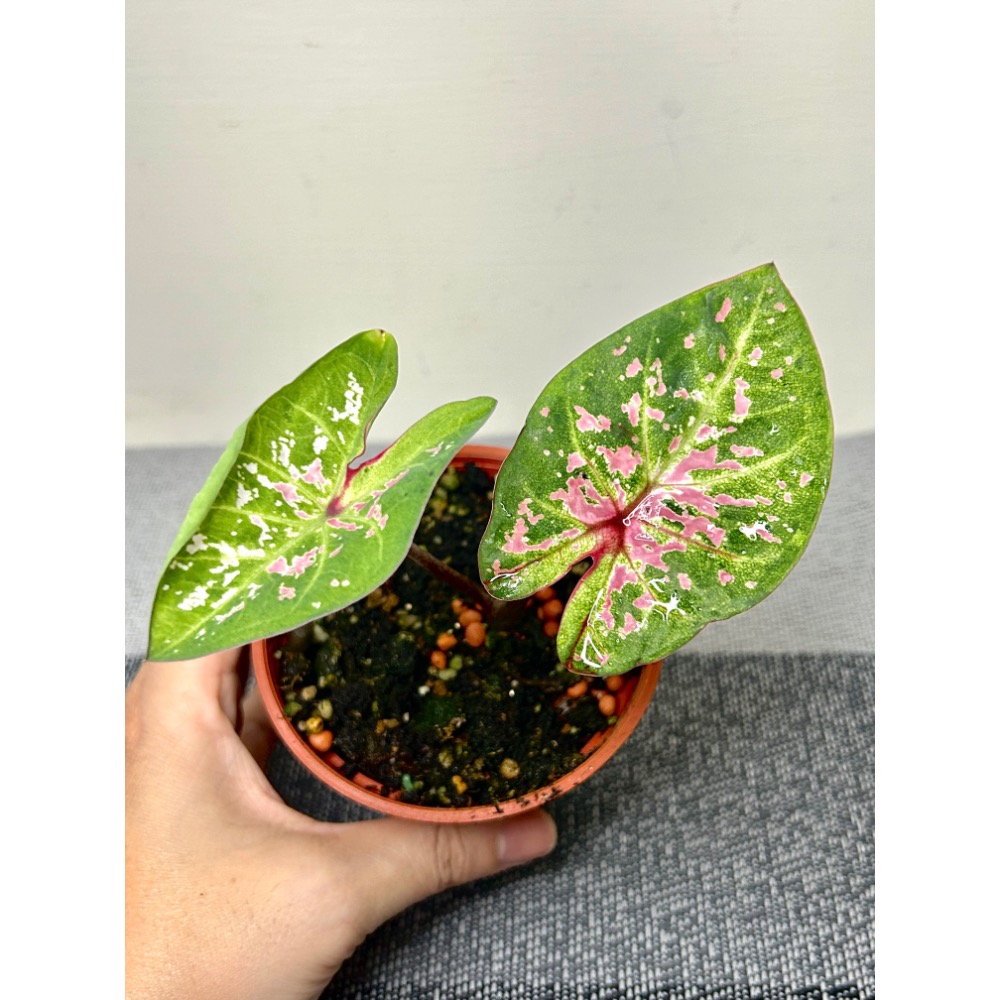 「粉紅雲朵」彩葉芋三寸盆-細節圖3