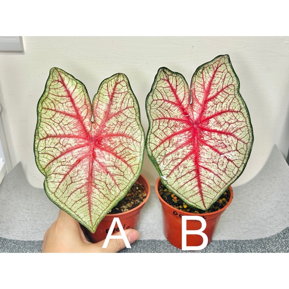 「南方魅力」彩葉芋三寸盆-細節圖2