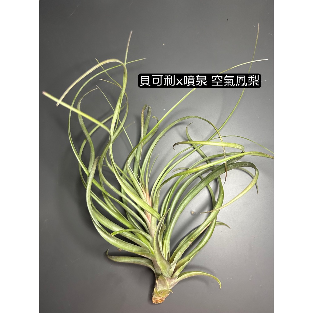 貝可利x噴泉(T. brachycaulos x exserta) 空氣鳳梨-細節圖2