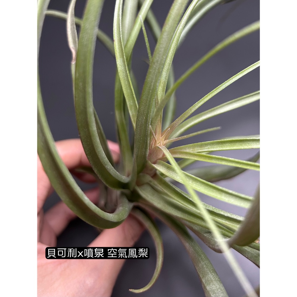 貝可利x噴泉(T. brachycaulos x exserta) 空氣鳳梨-細節圖3