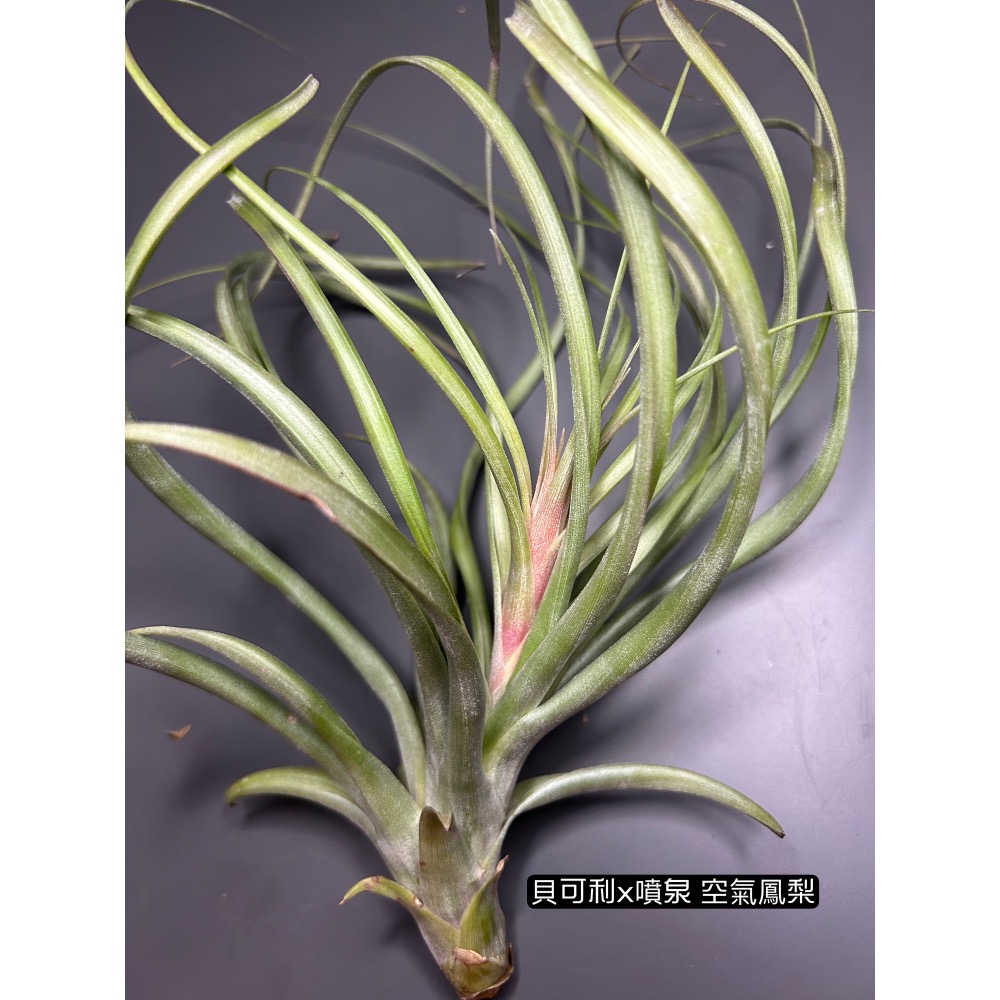 貝可利x噴泉(T. brachycaulos x exserta) 空氣鳳梨-細節圖4