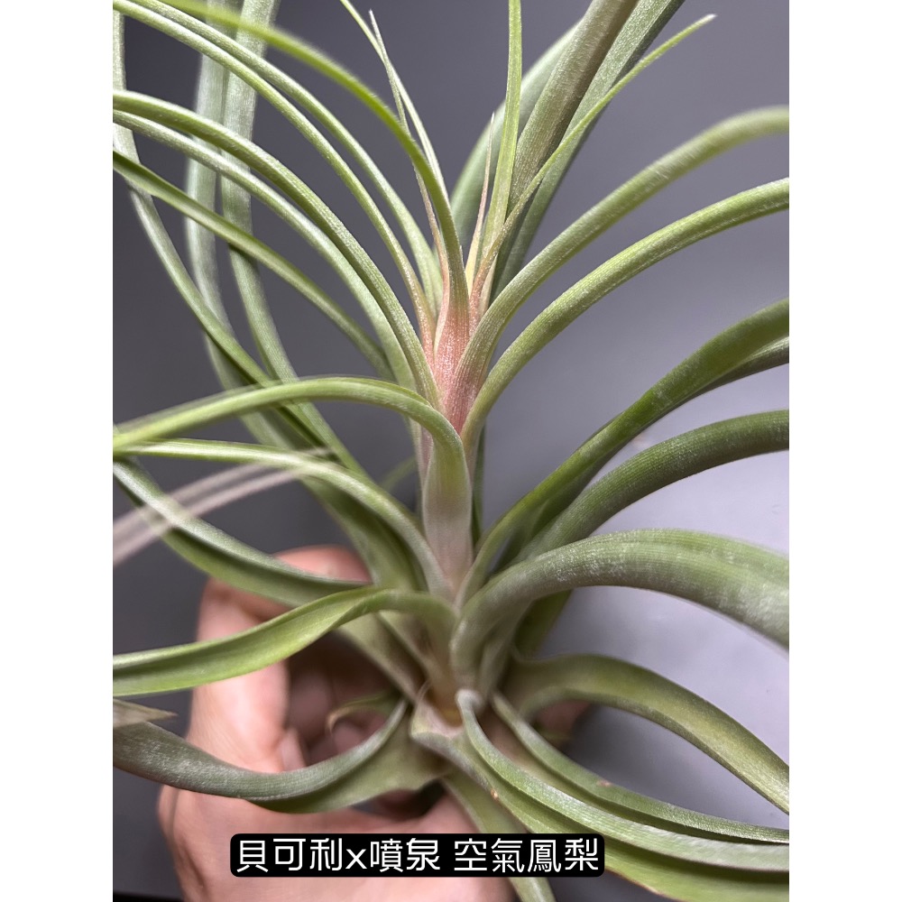 貝可利x噴泉(T. brachycaulos x exserta) 空氣鳳梨-細節圖5