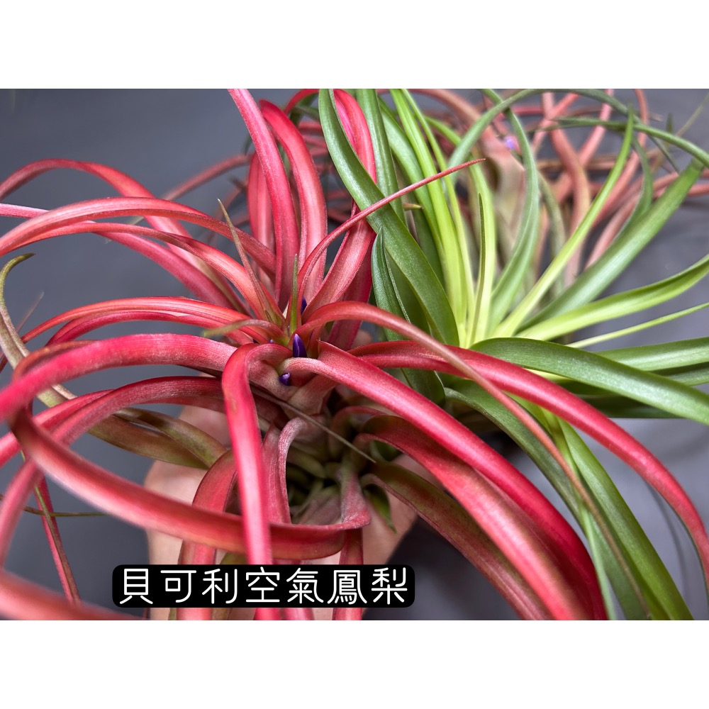 貝可利 (brachycaulos) 空氣鳳梨-細節圖2