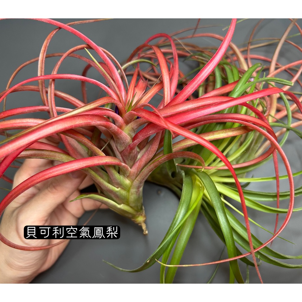 貝可利 (brachycaulos) 空氣鳳梨-細節圖3